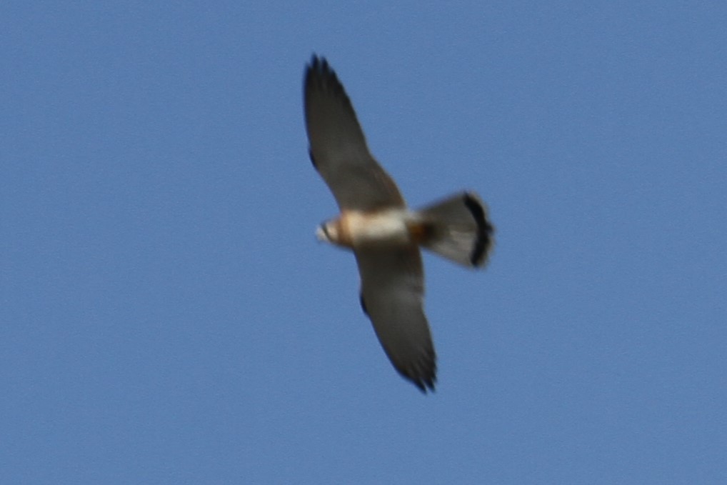 Black-shouldered Kite - ML619561201