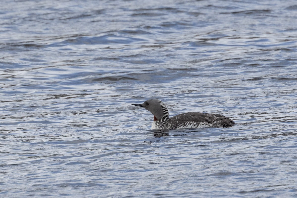 Red-throated Loon - ML619561202