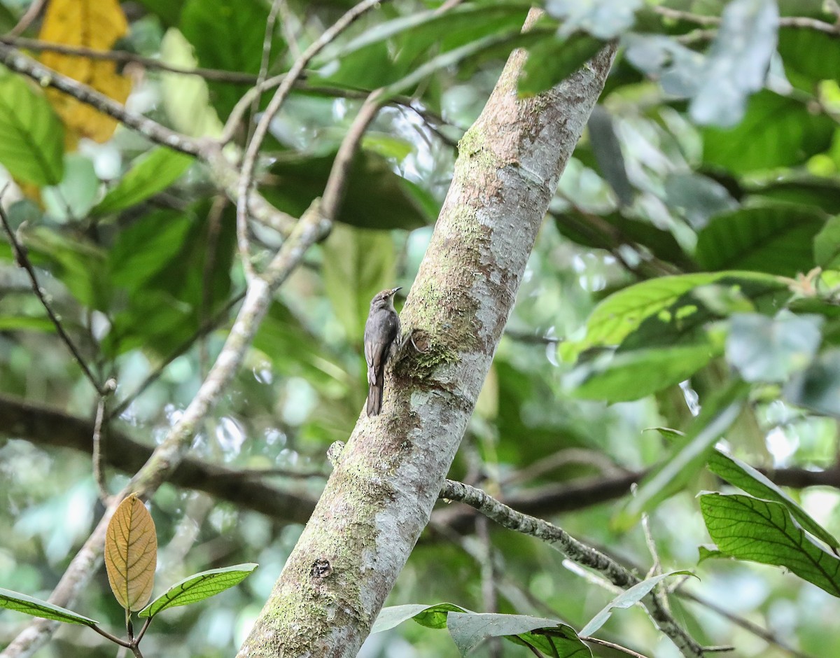 Papuan Treecreeper - ML619561207