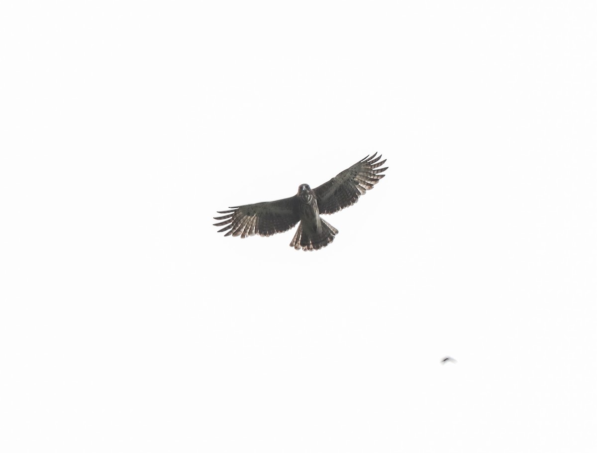 Новогвинейский орёл-карлик - ML619561212