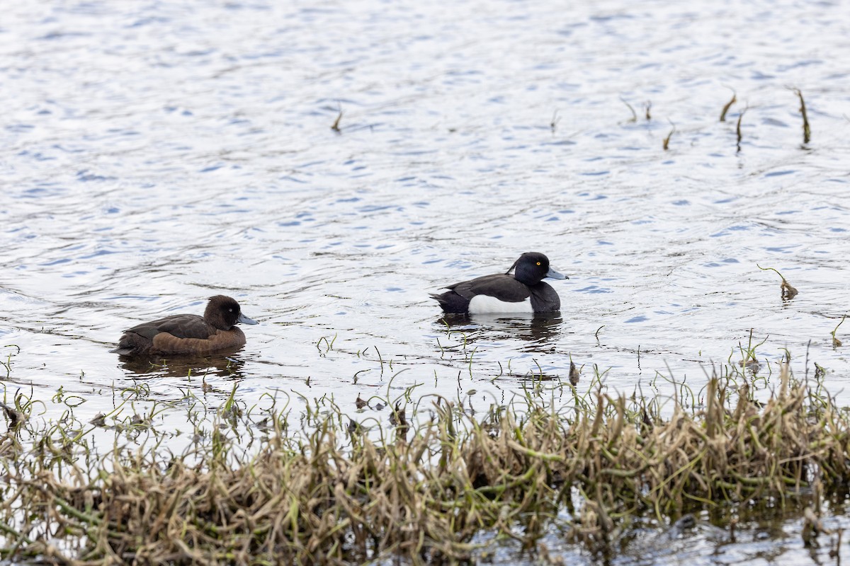 Tufted Duck - ML619561215