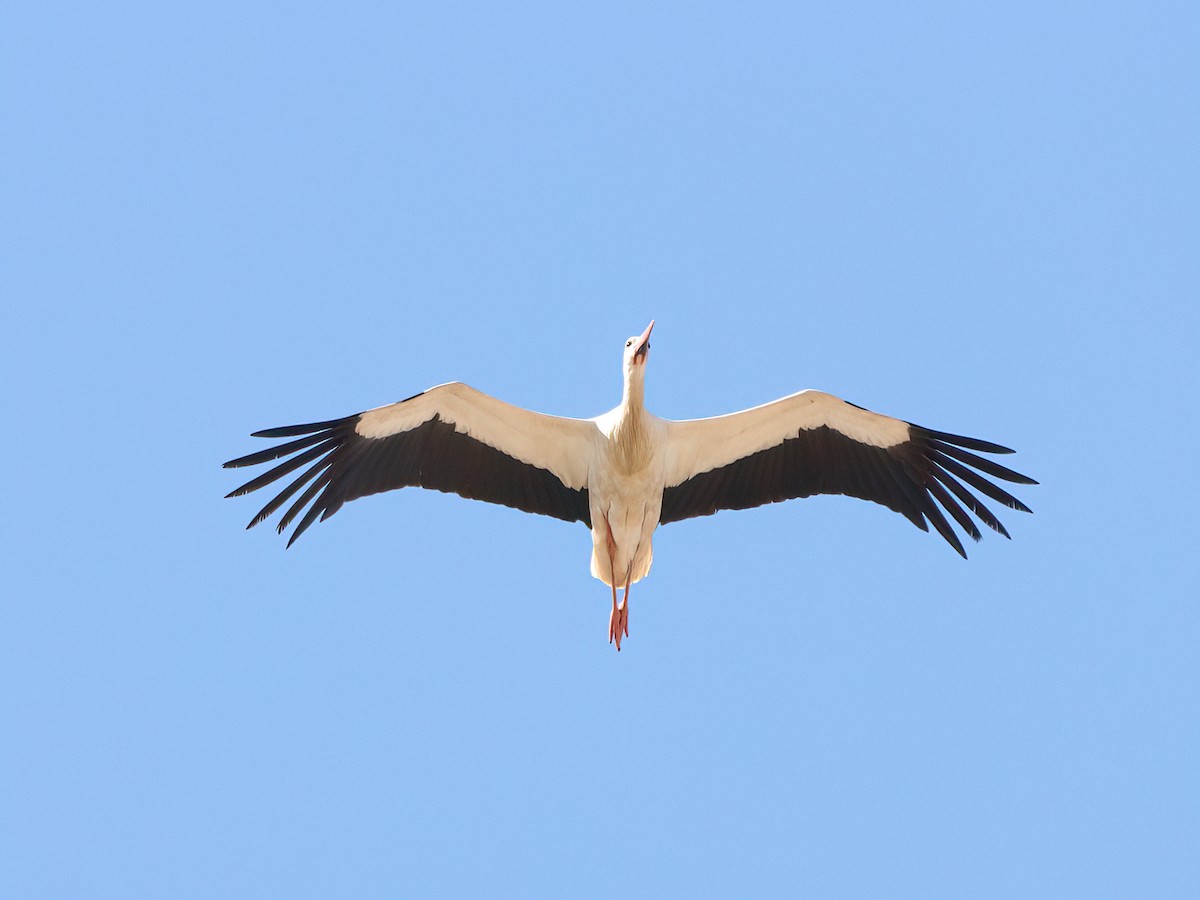 White Stork - ML619561225
