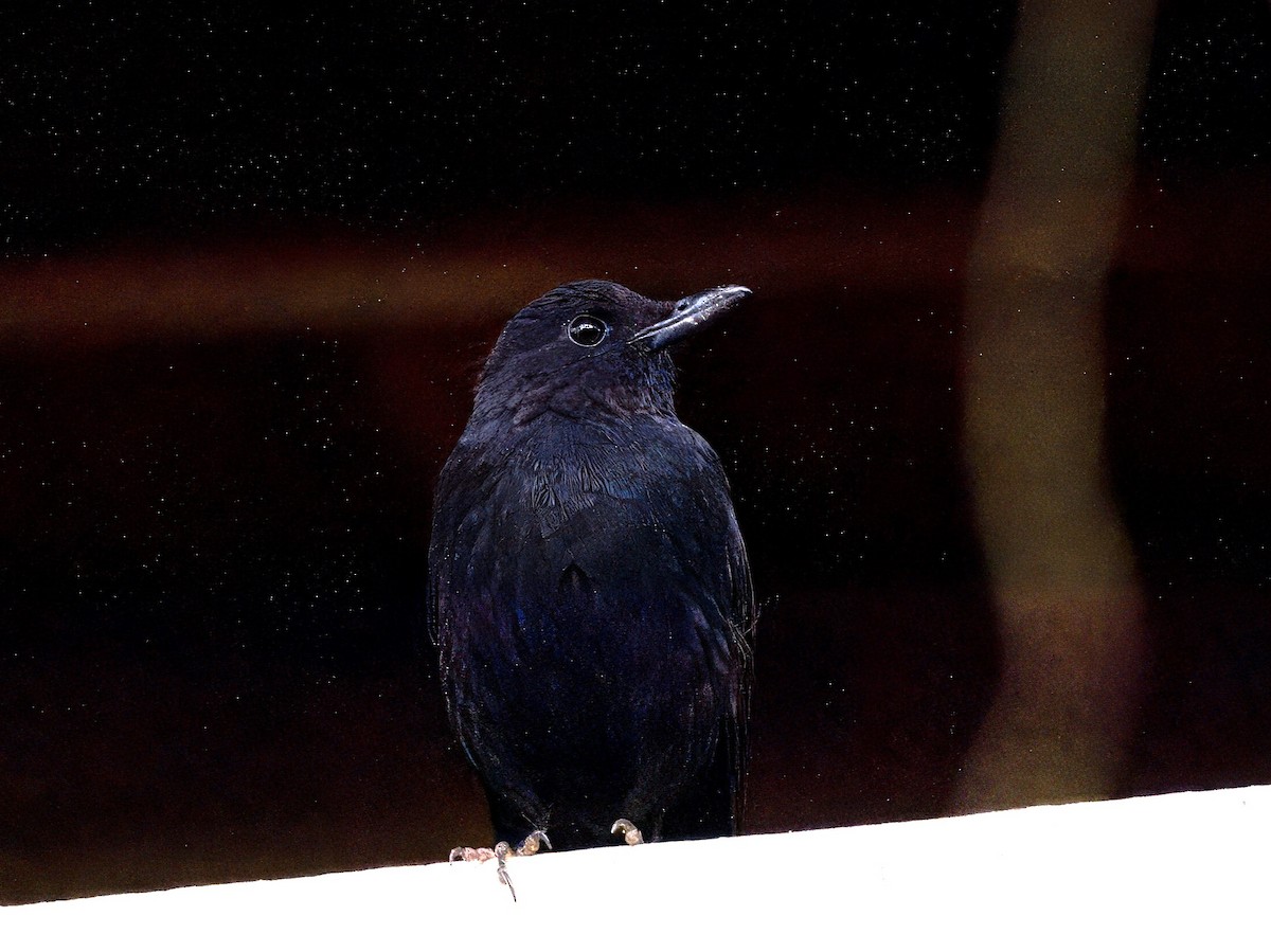 Борнейская синяя птица - ML619561239