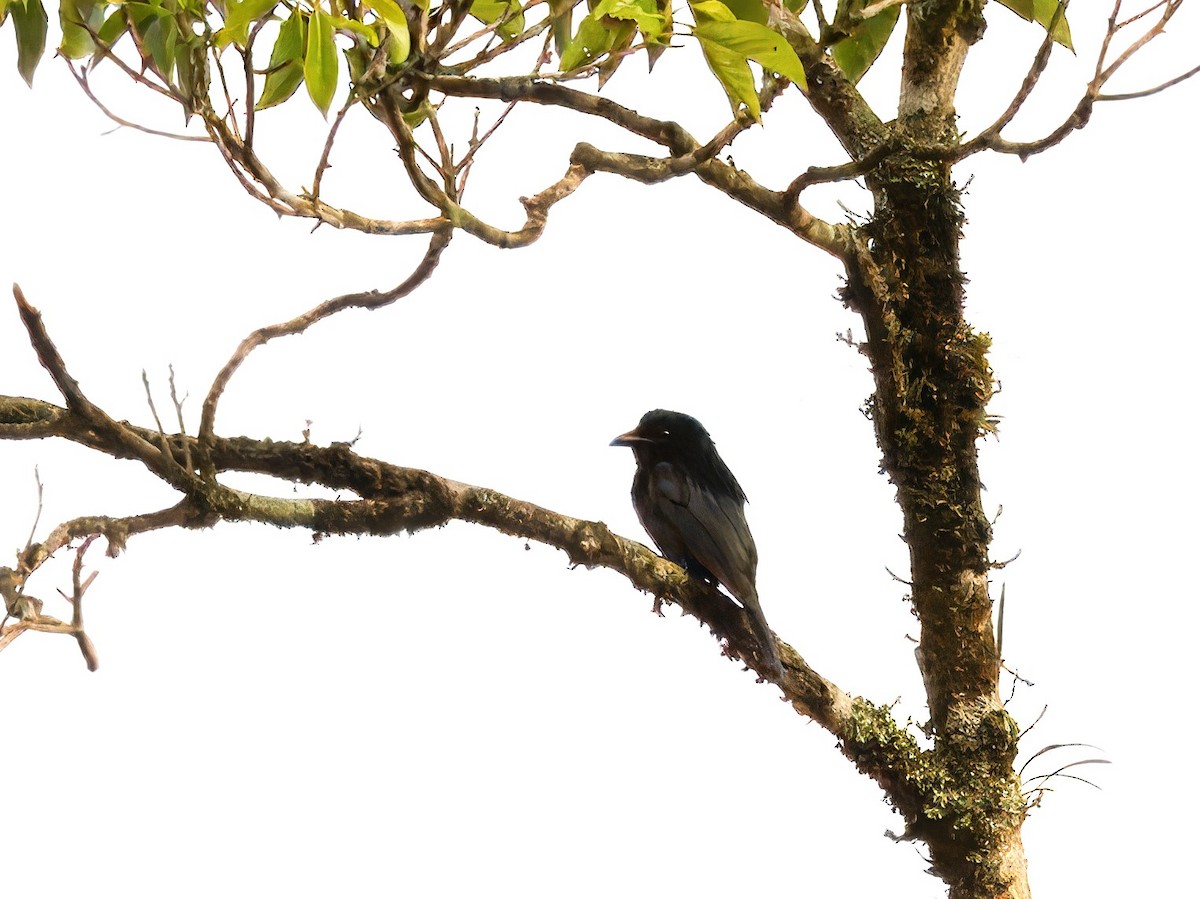 Hair-crested Drongo - ML619561267
