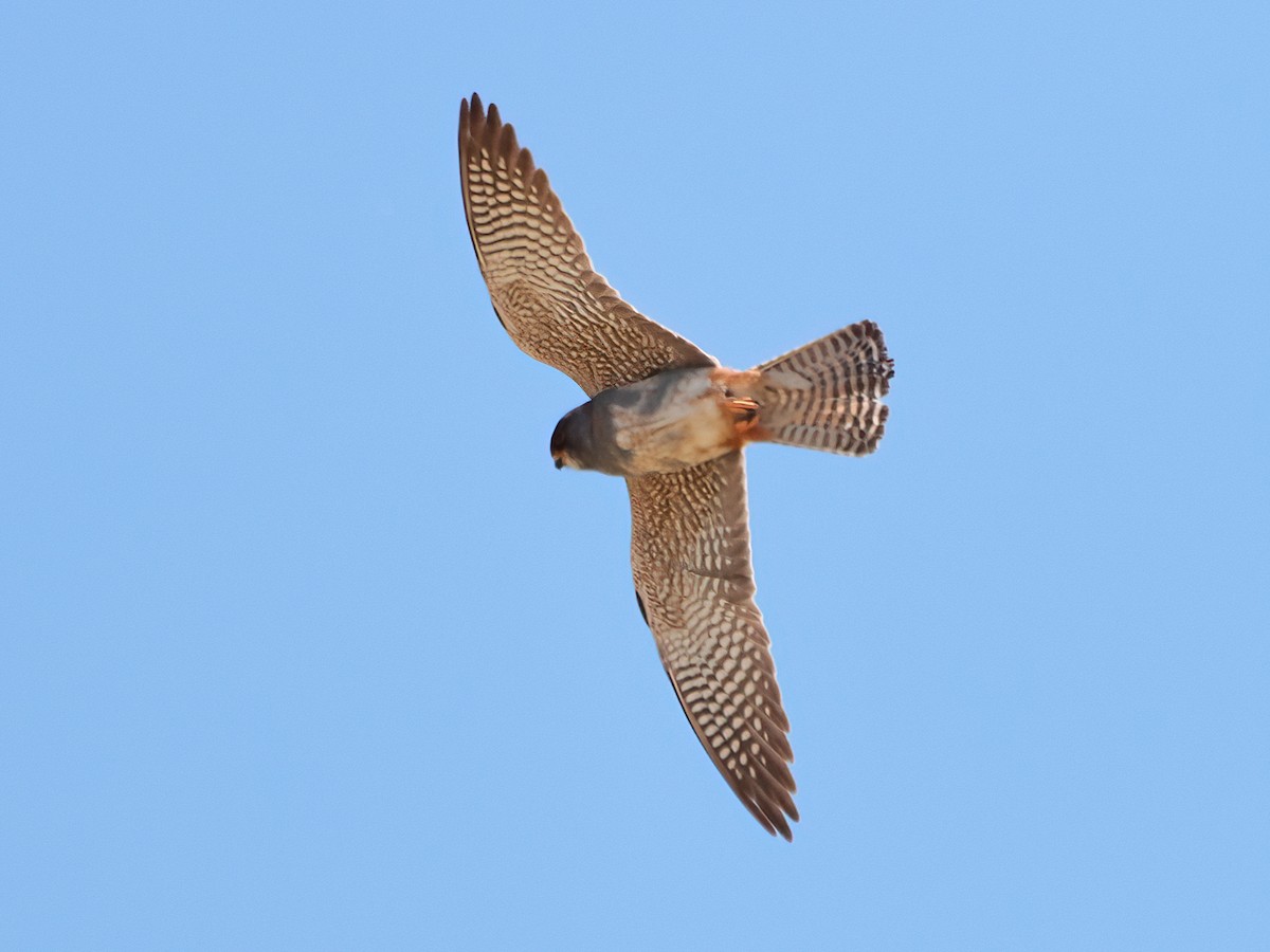 Red-footed Falcon - ML619561270