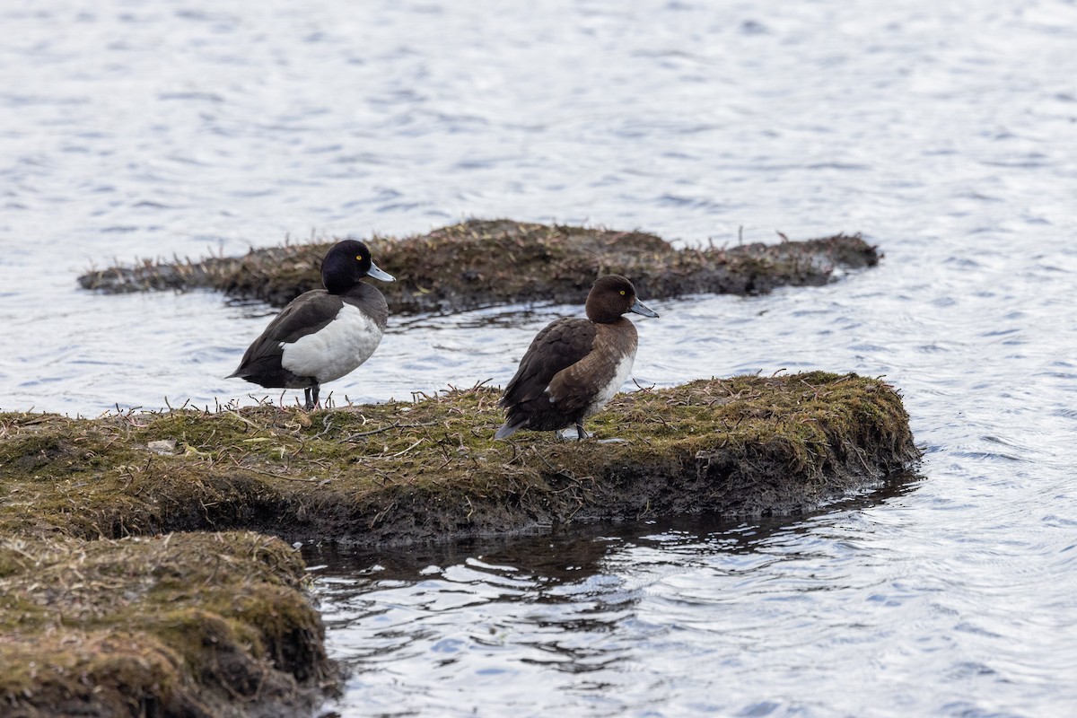 Tufted Duck - ML619561284