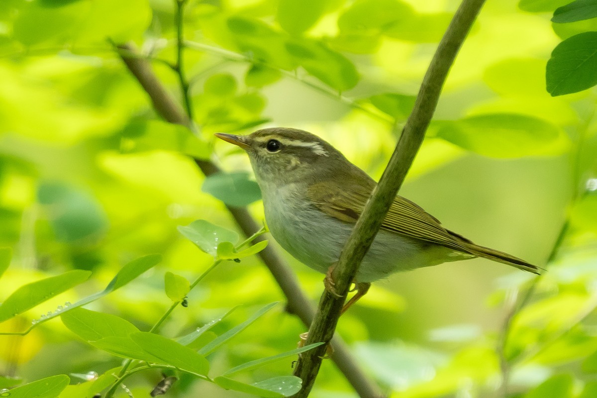 Yellow-browed Warbler - ML619561299