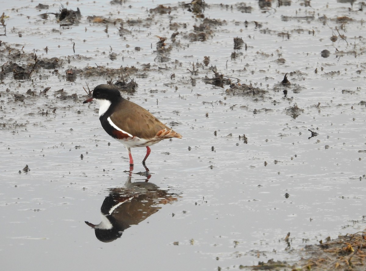 Red-kneed Dotterel - ML619561314
