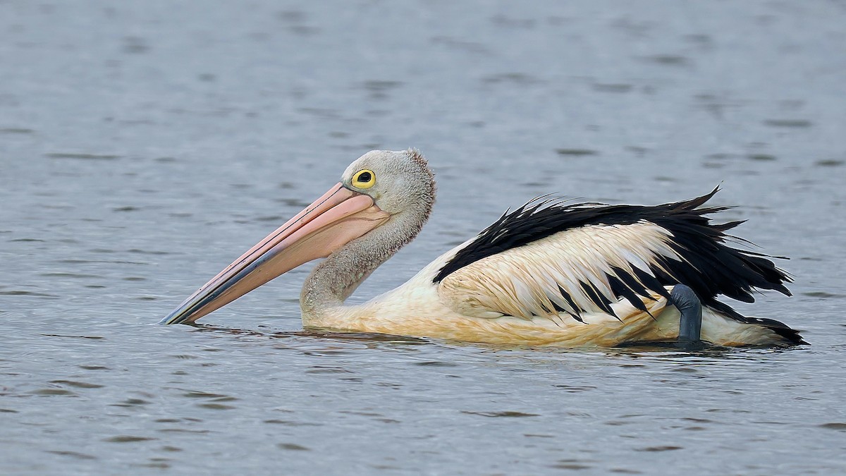 pelikán australský - ML619561367