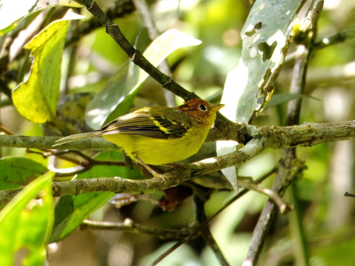 Yellow-breasted Warbler - ML619561377