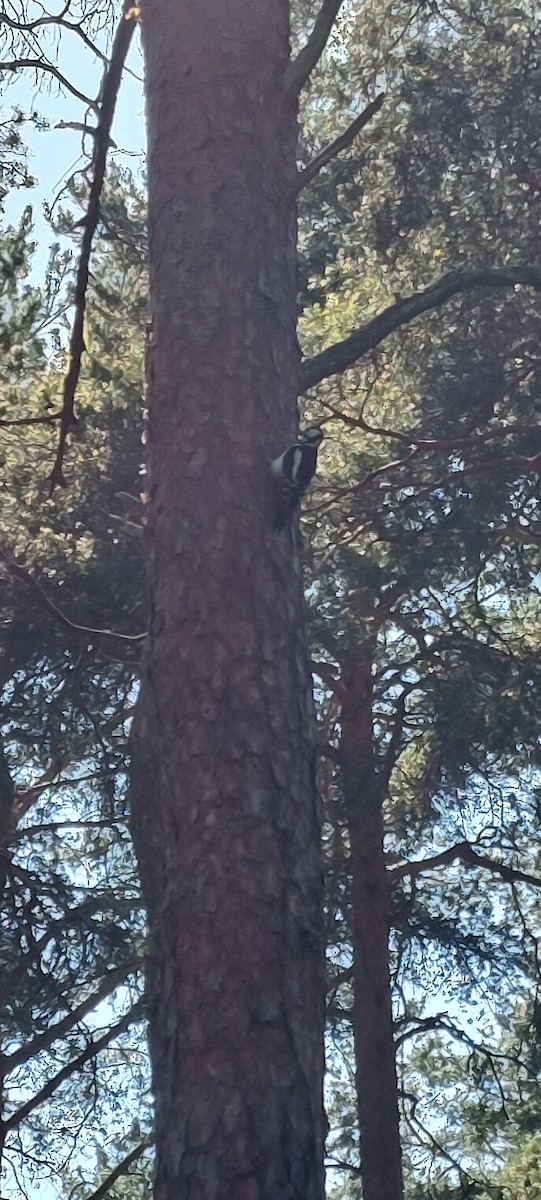 Great Spotted Woodpecker - ML619561381