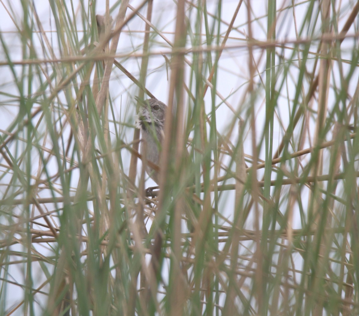 Swamp Grass Babbler - ML619561392