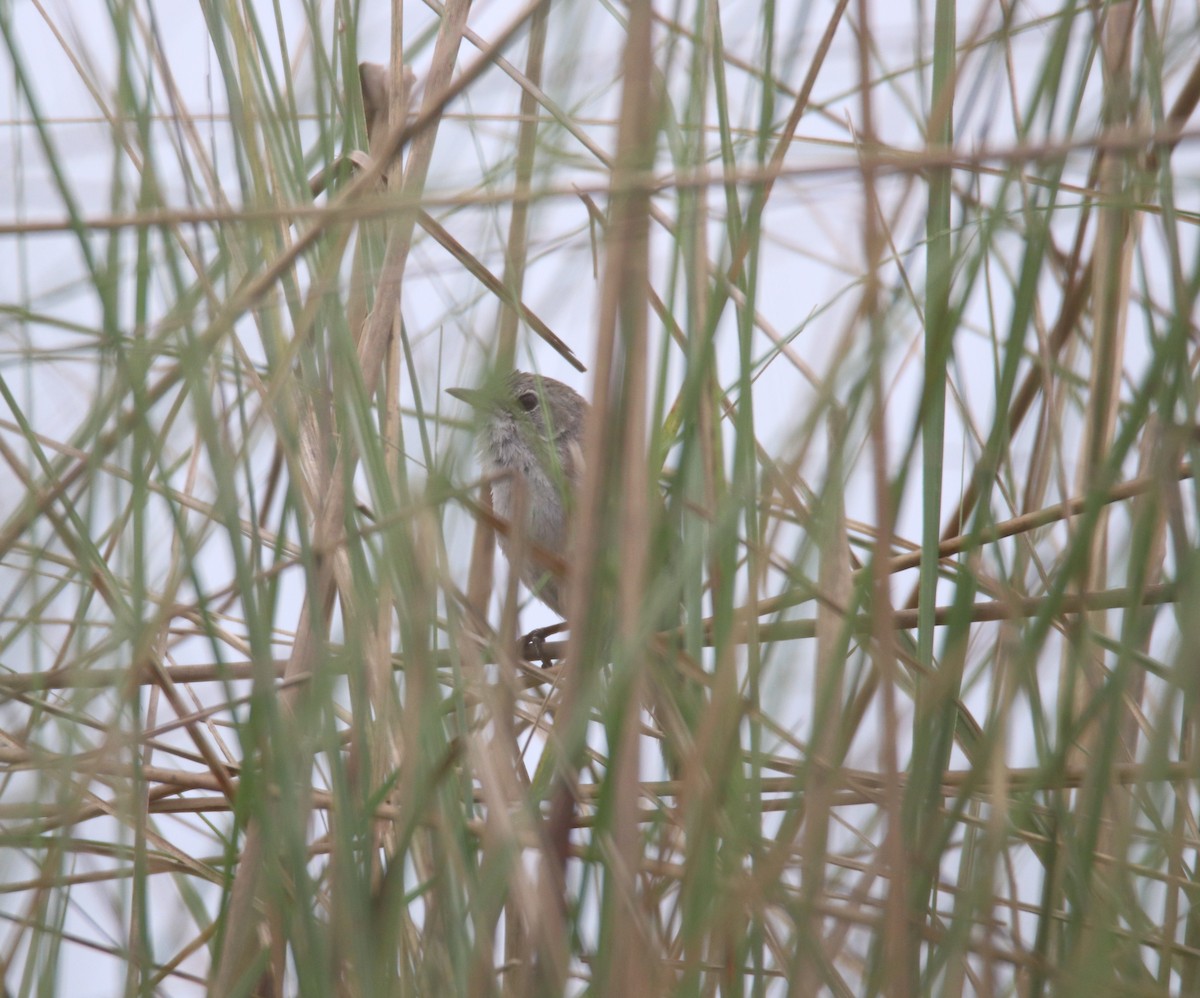 Swamp Grass Babbler - ML619561405