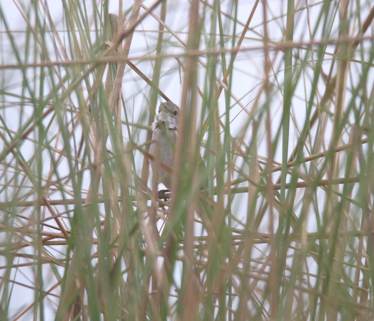 Swamp Grass Babbler - ML619561441