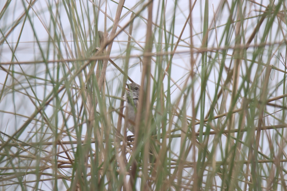 Swamp Grass Babbler - ML619561447
