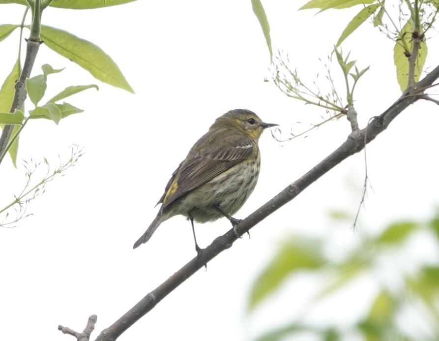 Cape May Warbler - ML619561453