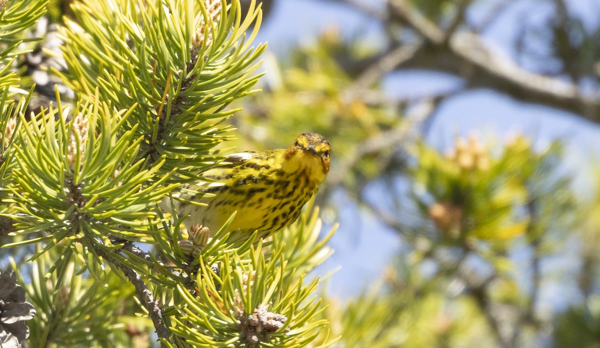 Cape May Warbler - ML619561477