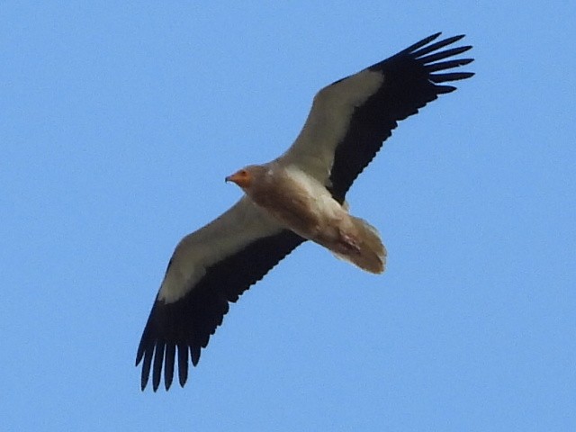 Egyptian Vulture - ML619561527