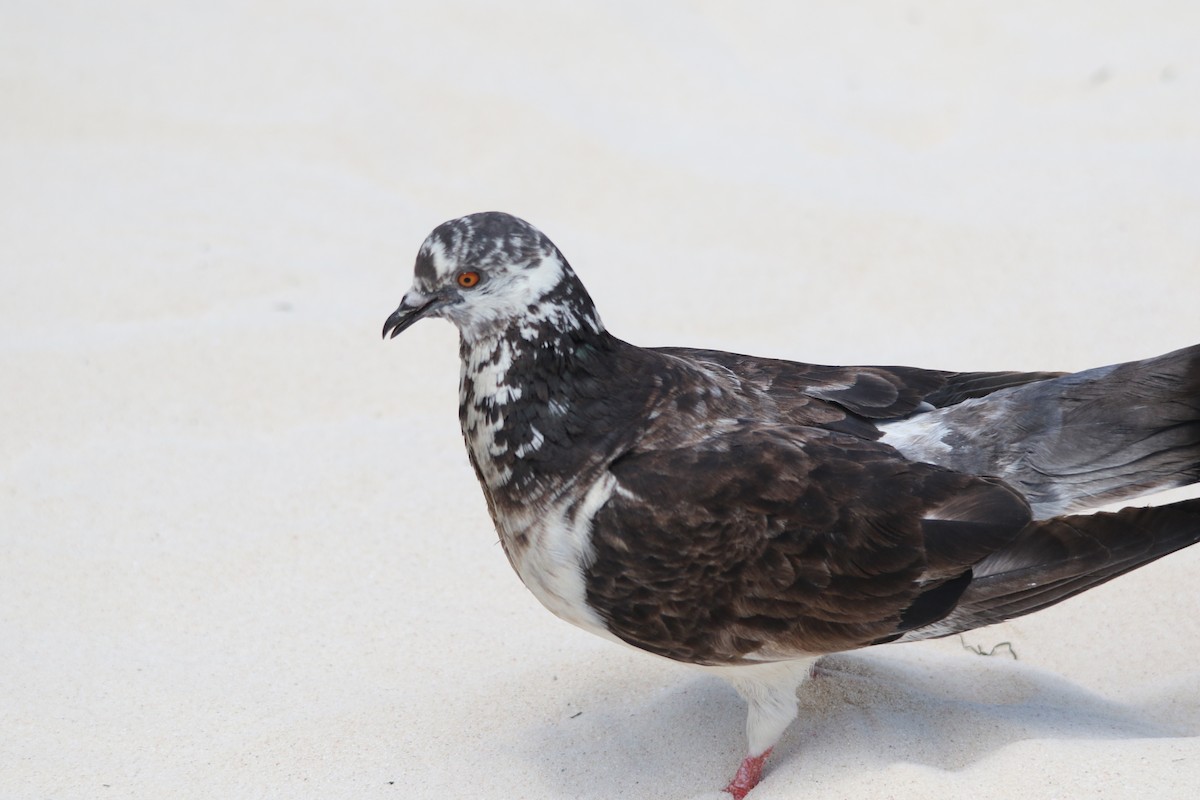 Rock Pigeon (Feral Pigeon) - ML619561528