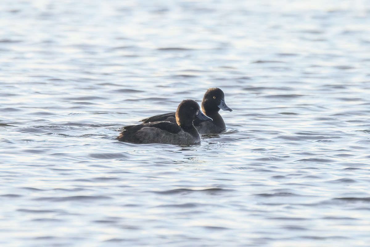 Tufted Duck - ML619561534
