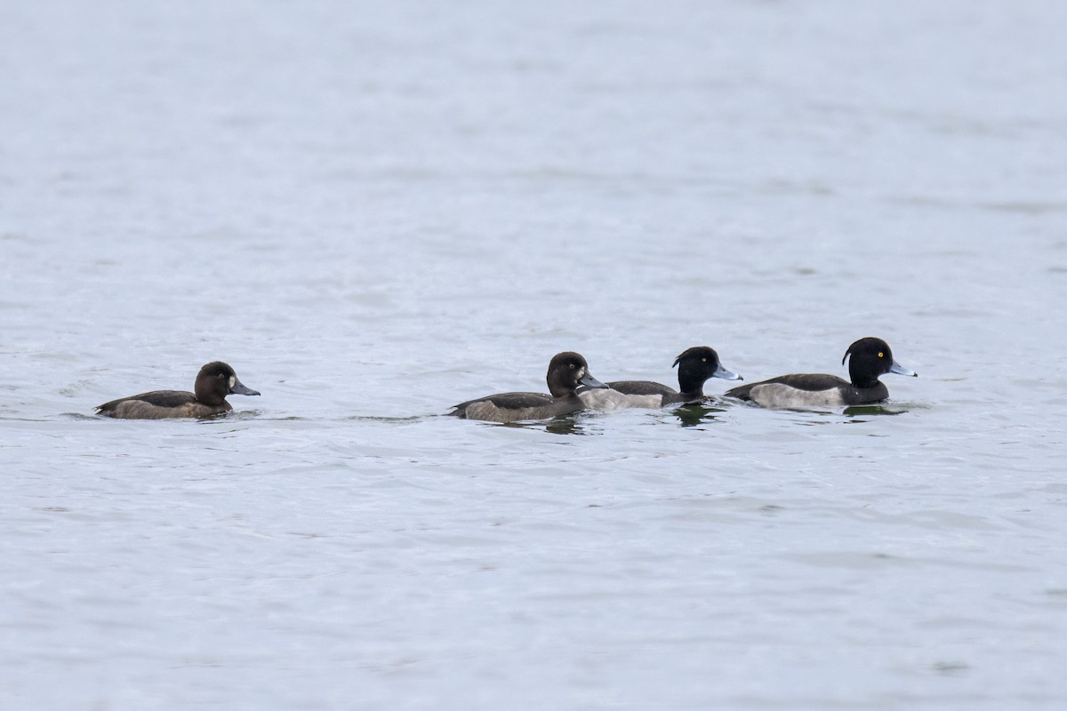 Tufted Duck - ML619561535