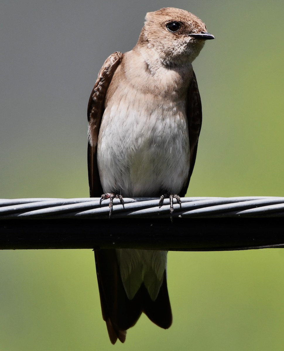 Northern Rough-winged Swallow - ML619561536