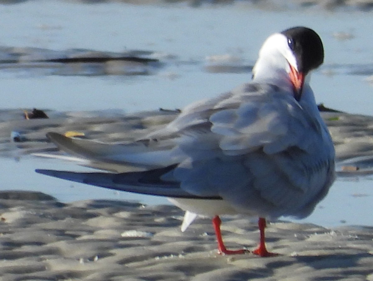 Common Tern - ML619561574