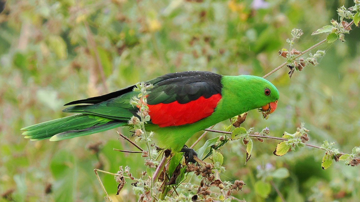 Red-winged Parrot - ML619561613