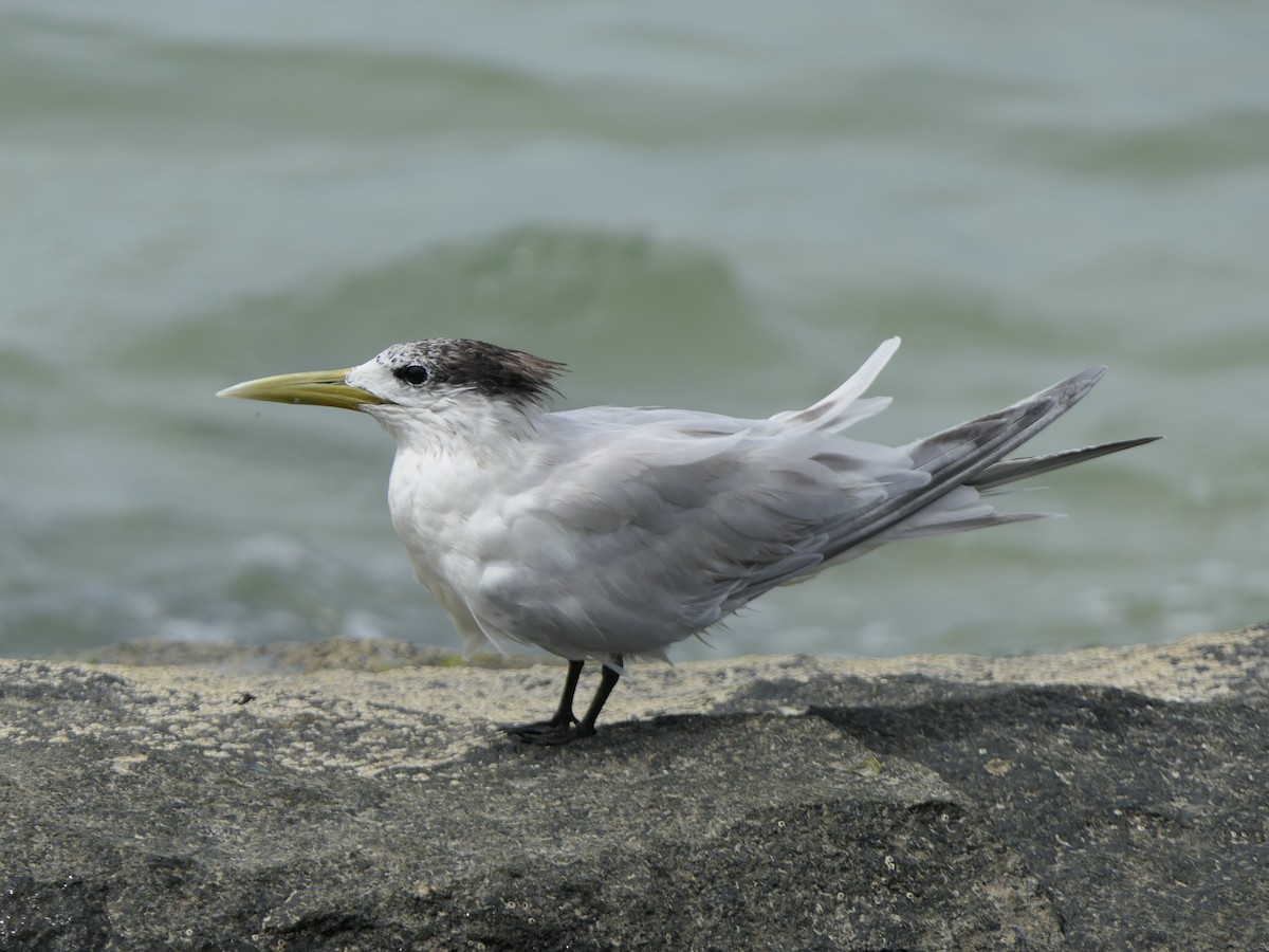 Great Crested Tern - ML619561630