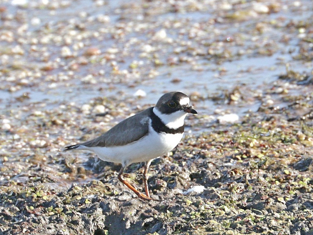 Semipalmated Plover - ML619561634