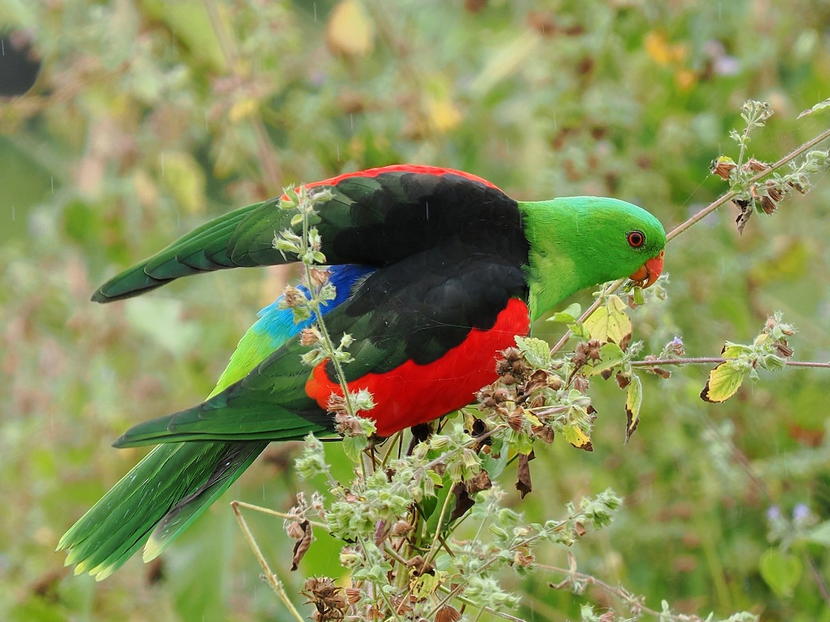 Папужець-червонокрил австралійський - ML619561665