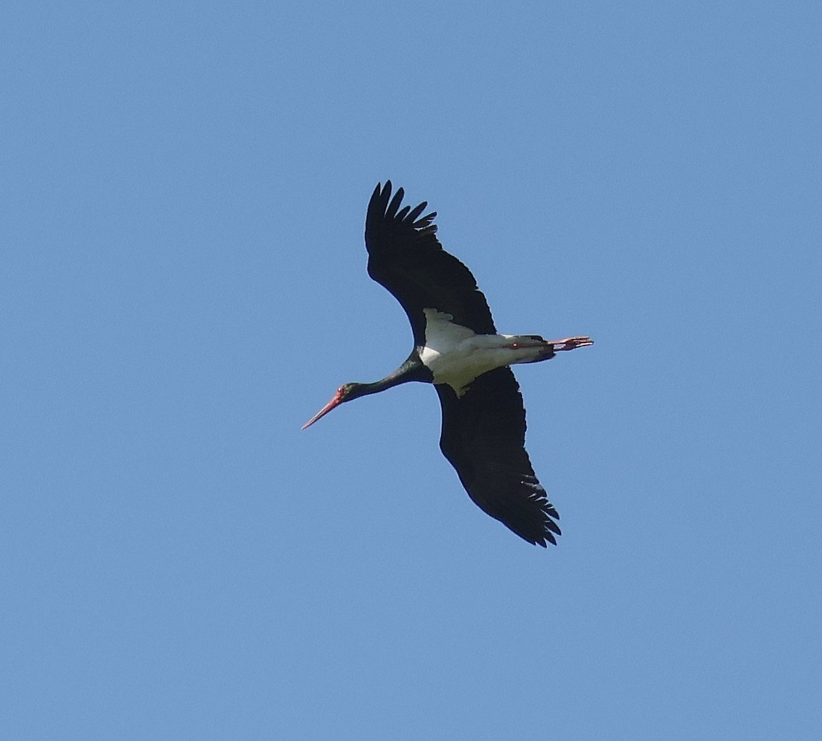 Black Stork - ML619561685