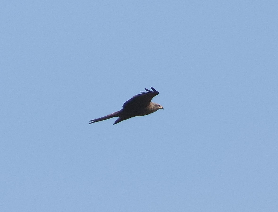 Black Kite - ML619561709