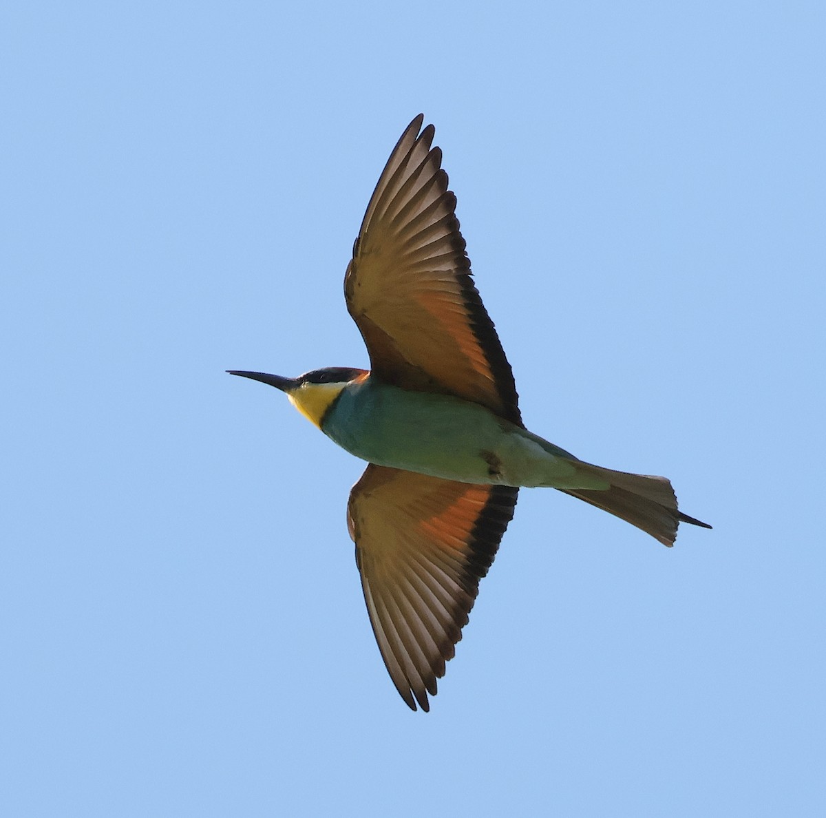 European Bee-eater - ML619561714
