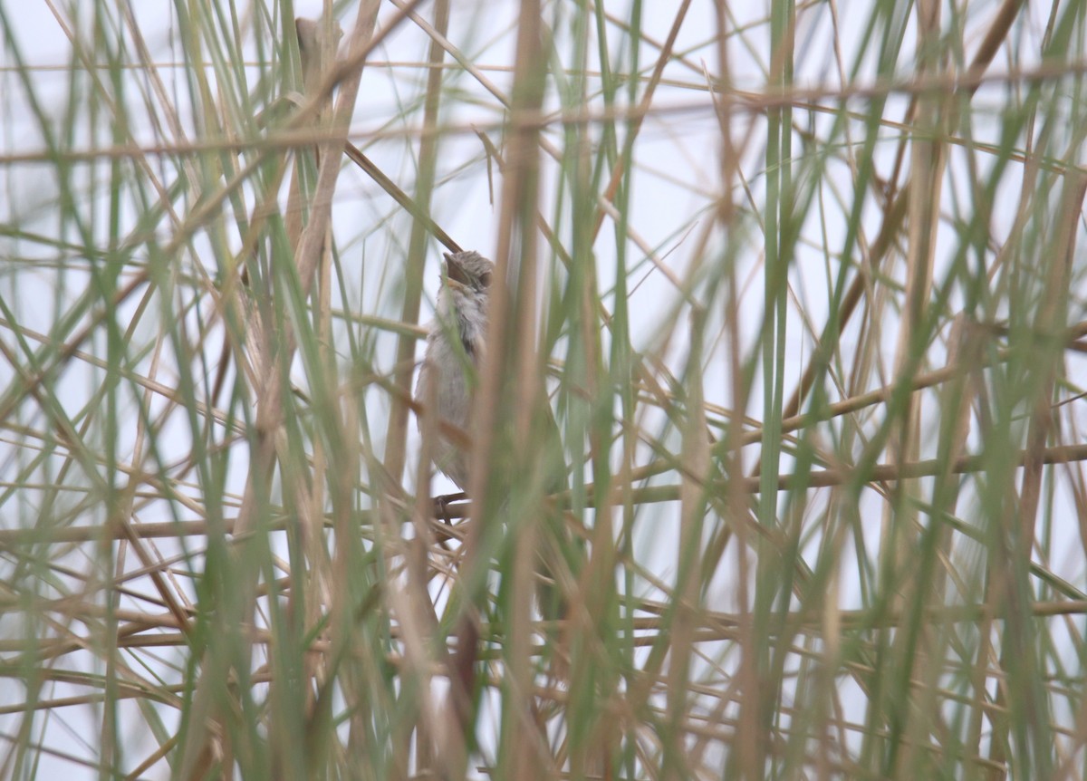 Swamp Grass Babbler - ML619561721