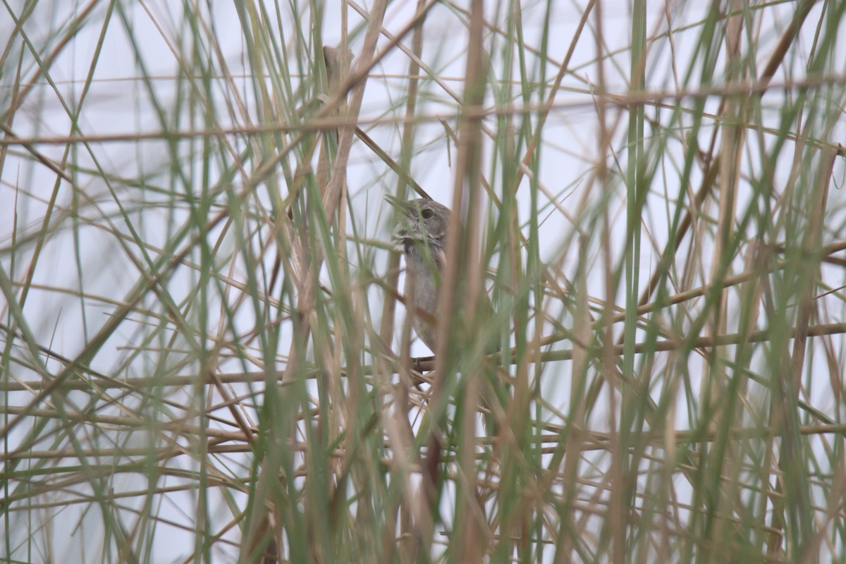 Swamp Grass Babbler - ML619561728