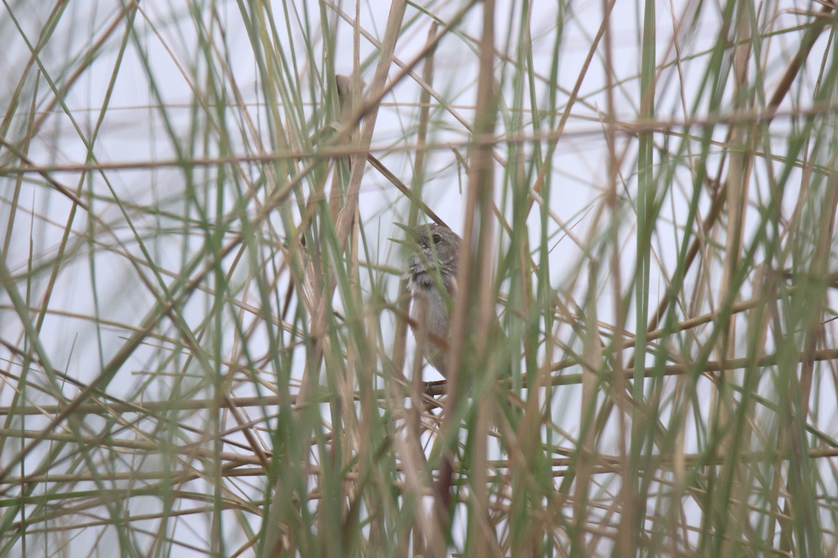 Swamp Grass Babbler - ML619561735