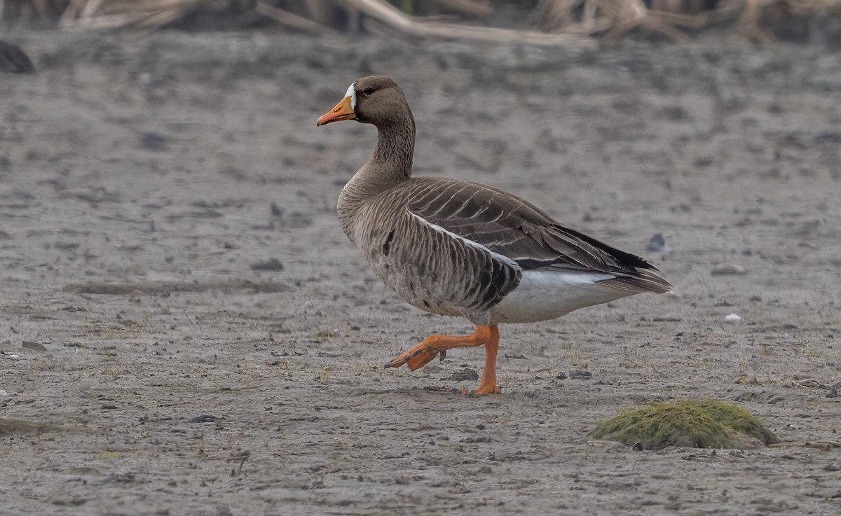 Greater White-fronted Goose - ML619561756