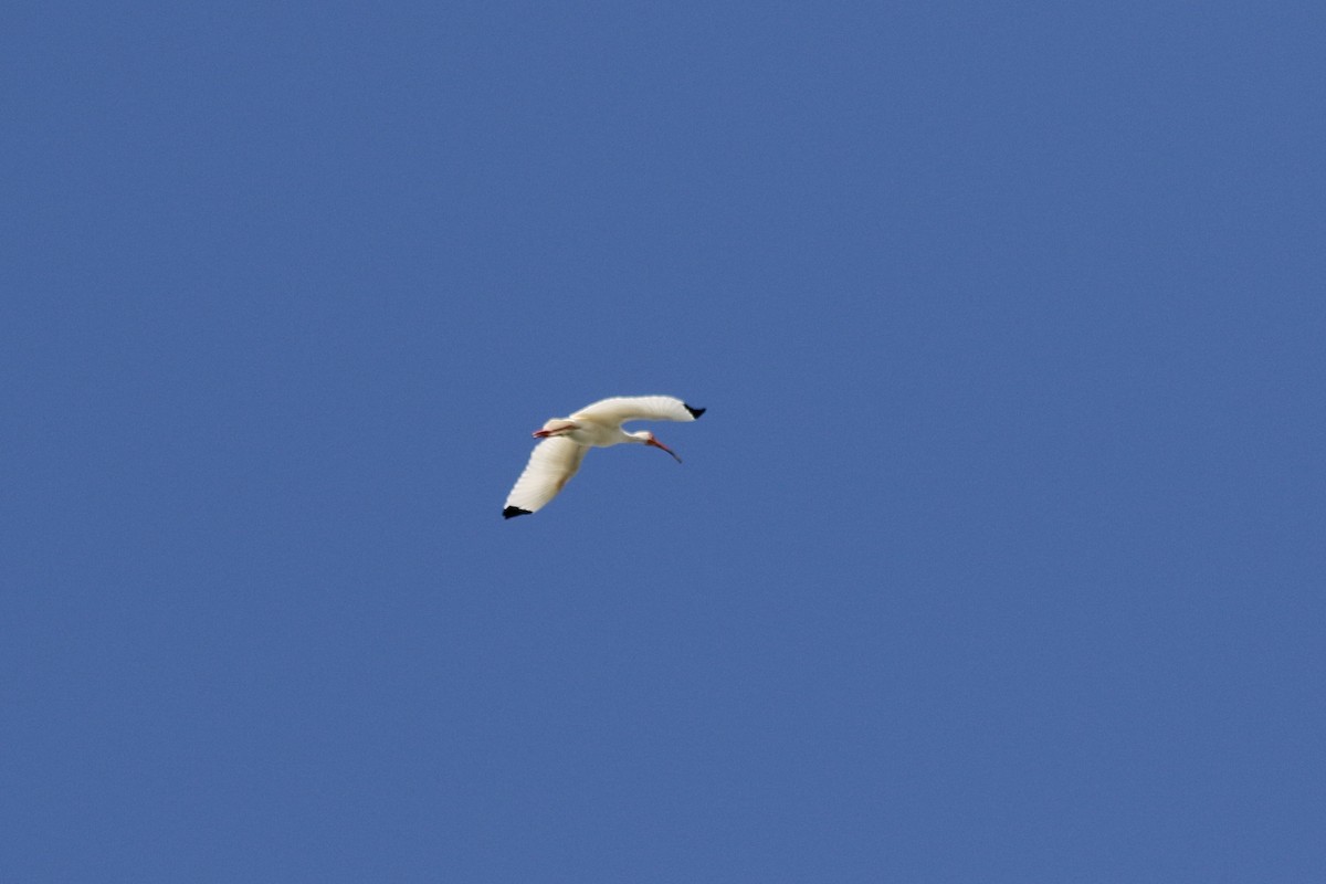 Ibis blanc - ML619561795