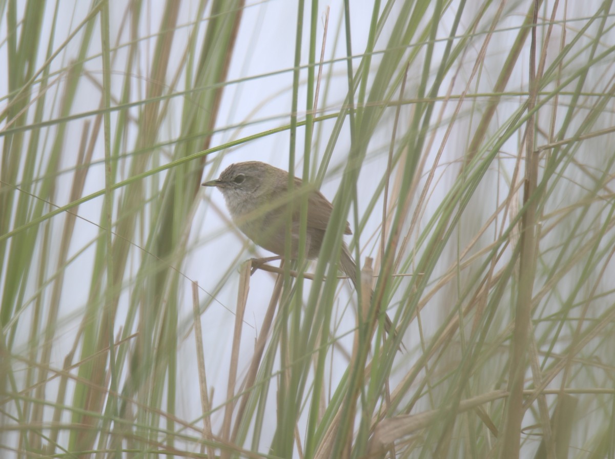 Swamp Grass Babbler - ML619561796