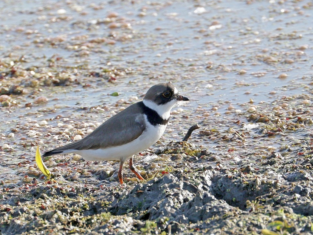 Semipalmated Plover - ML619561849