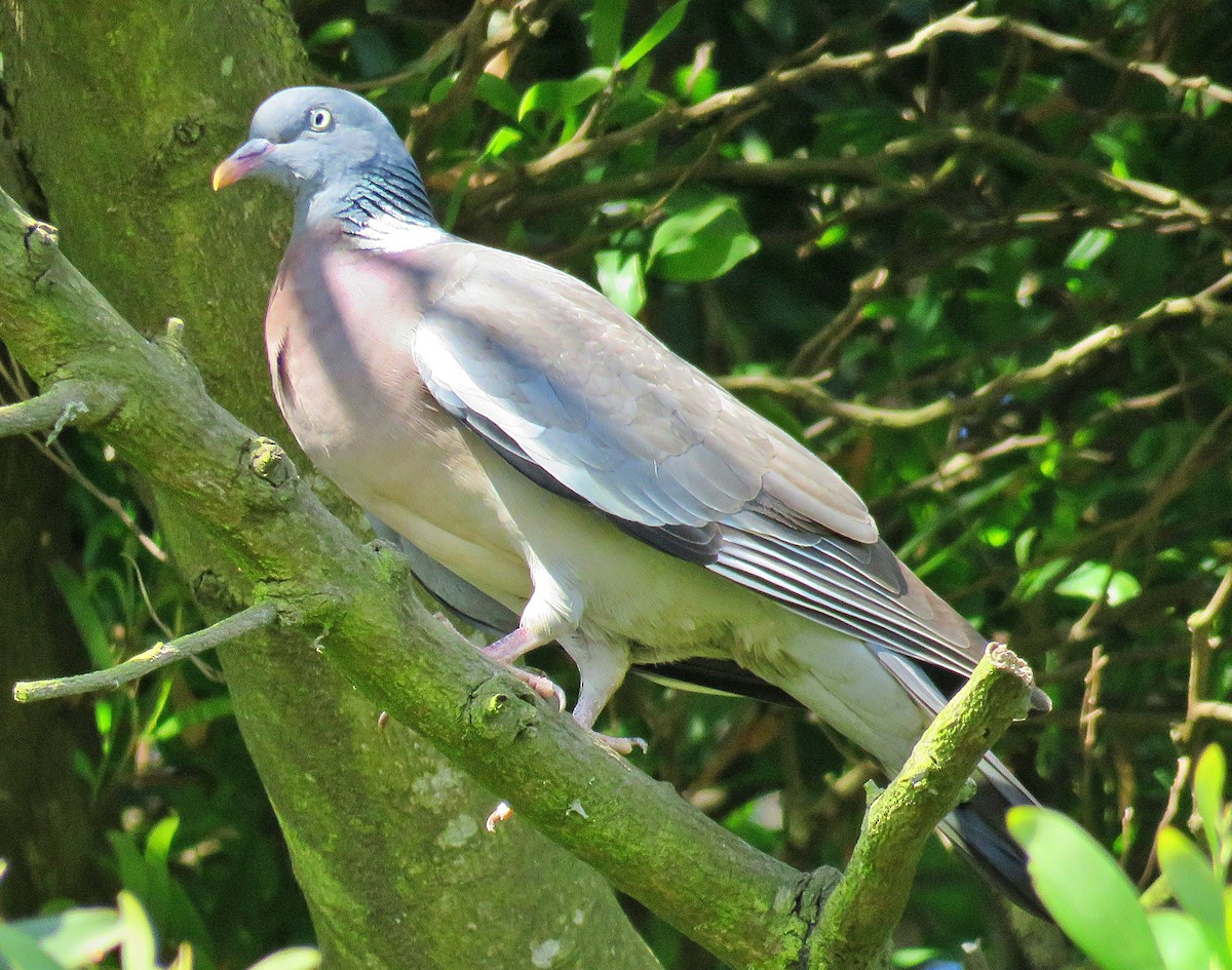 Common Wood-Pigeon - ML619561883