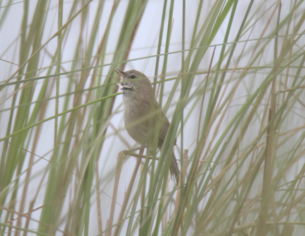 Swamp Grass Babbler - ML619561960