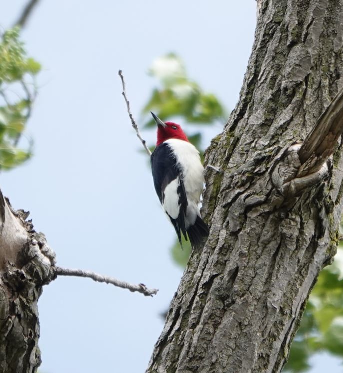 Red-headed Woodpecker - ML619562002