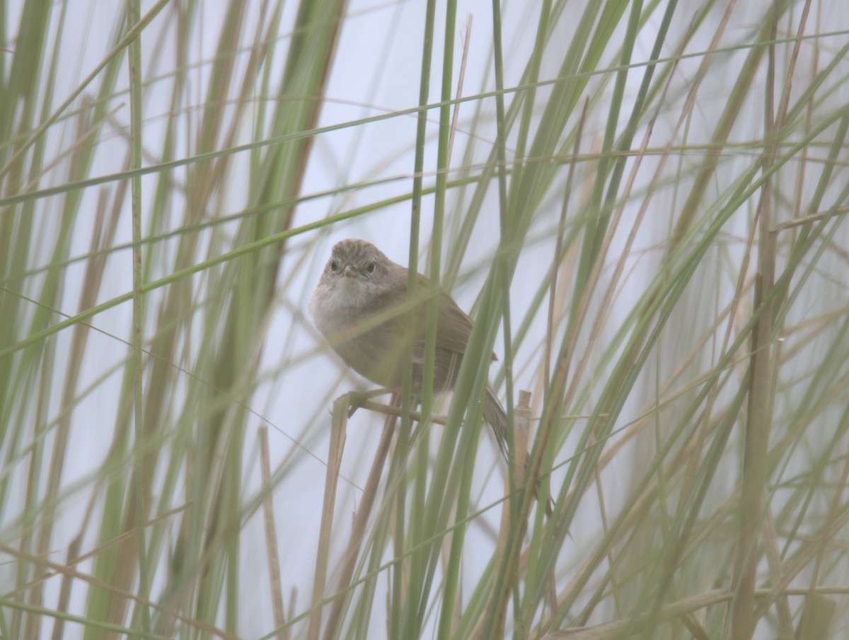 Swamp Grass Babbler - ML619562018