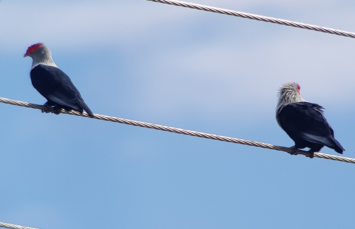 Seychelles Blue-Pigeon - ML619562023