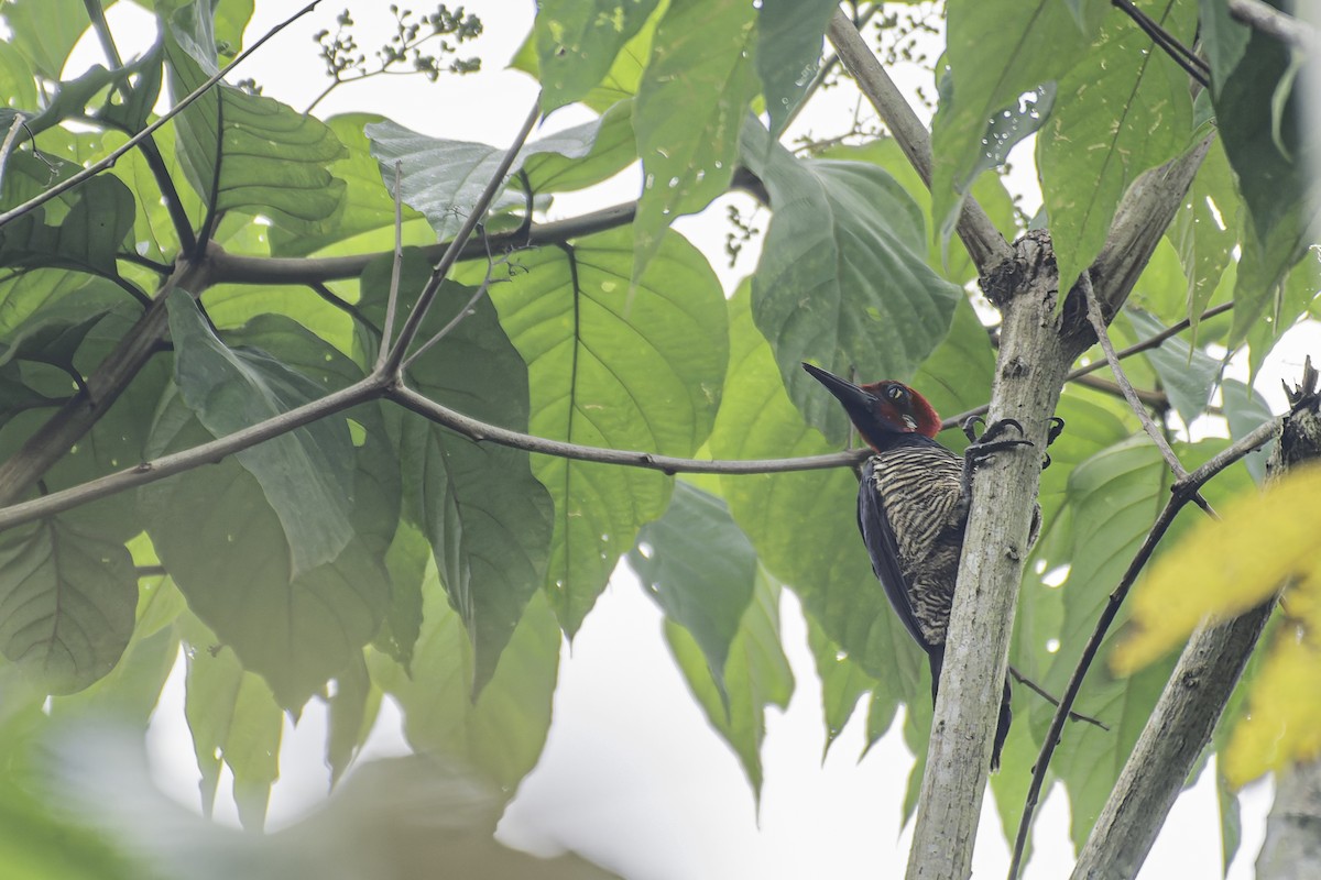 Guayaquil Woodpecker - ML619562073