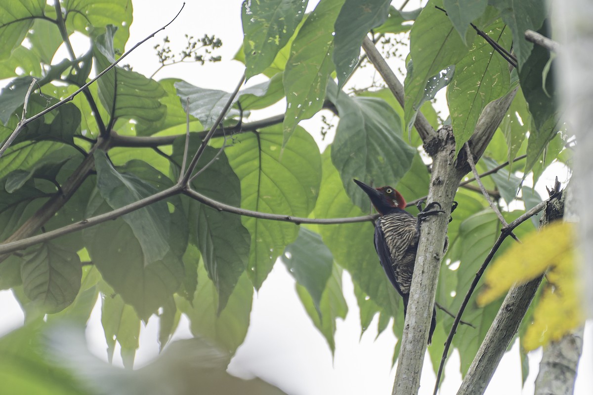 Guayaquil Woodpecker - ML619562076