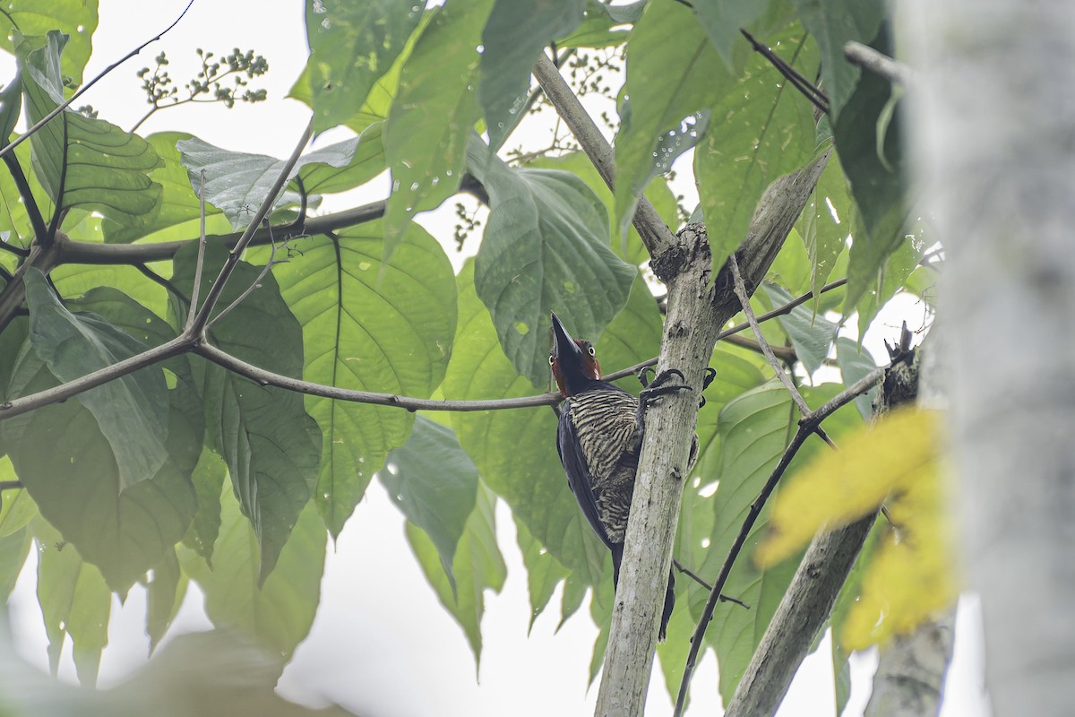 Guayaquil Woodpecker - ML619562088