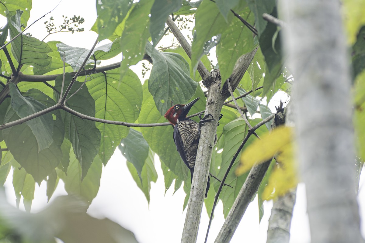 Guayaquil Woodpecker - ML619562093